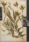 Foto von Salix fragilis L. x Salix triandra L.